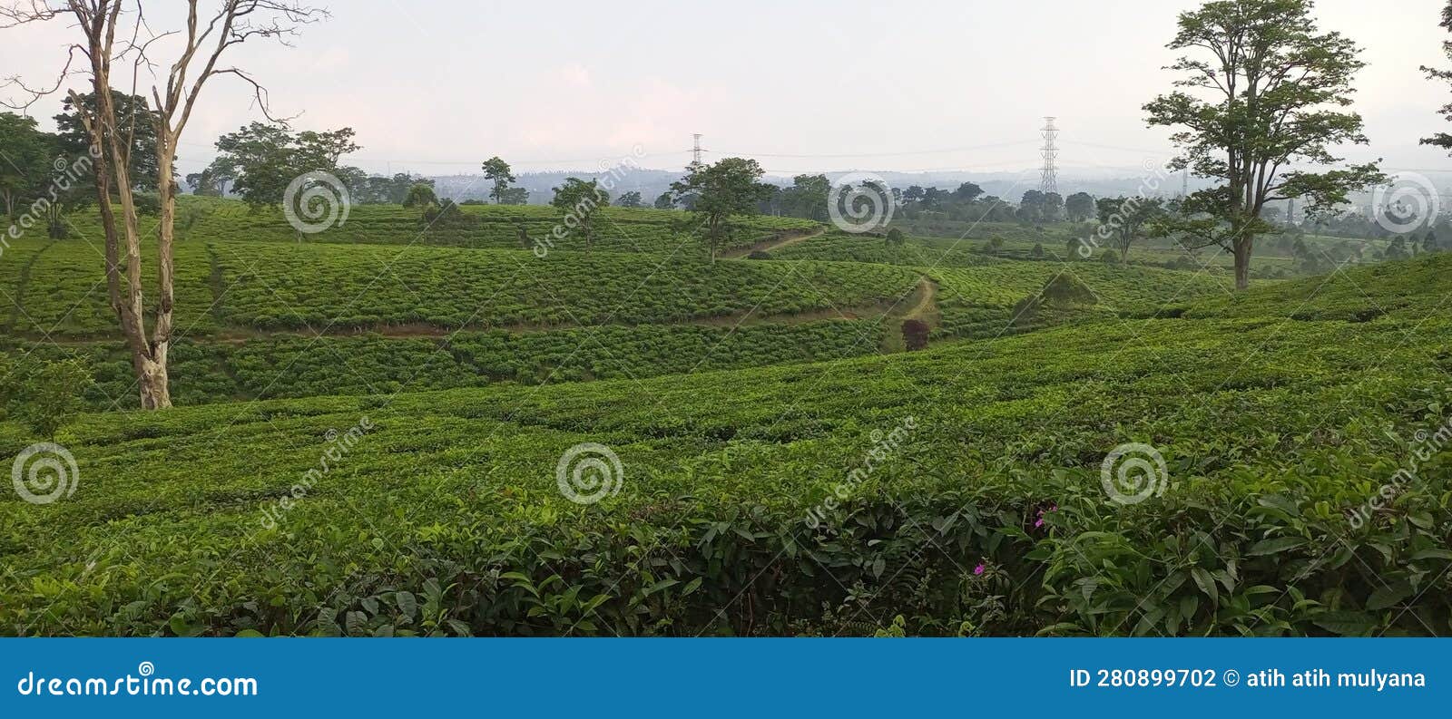 The Tea Garden in Bandung, Indonesia Stock Photo Image of west
