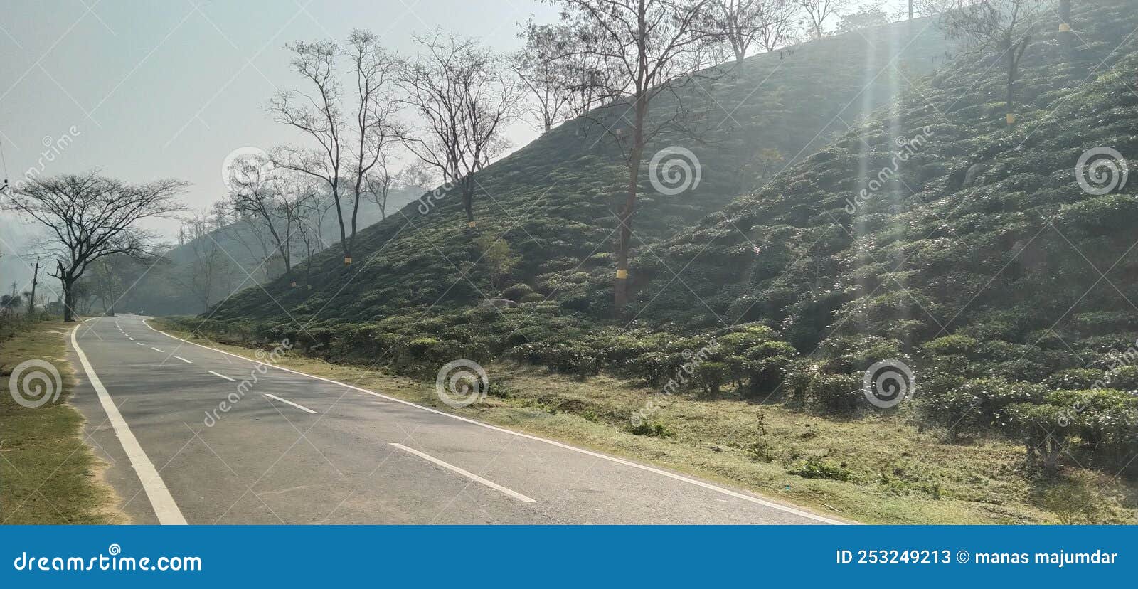 Tea garden guwahati stock image. Image of trail, lane 253249213