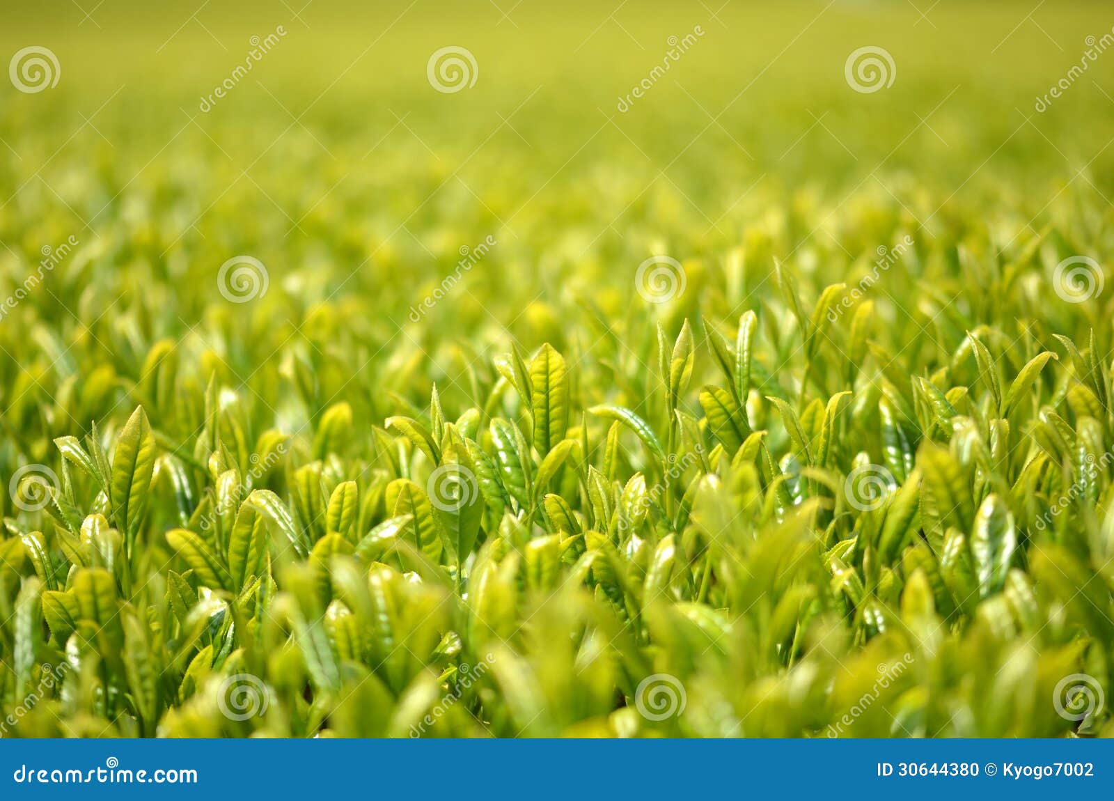Tea garden in Japan stock photo. Image of style, japan 30644380