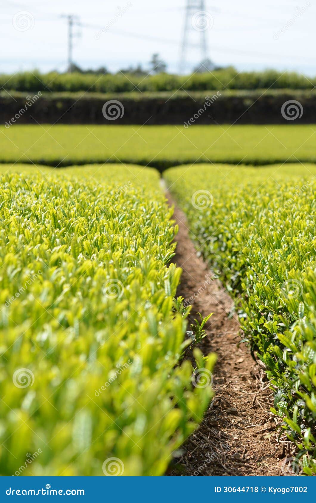 Tea garden in Japan stock photo. Image of picking, garden 30644718