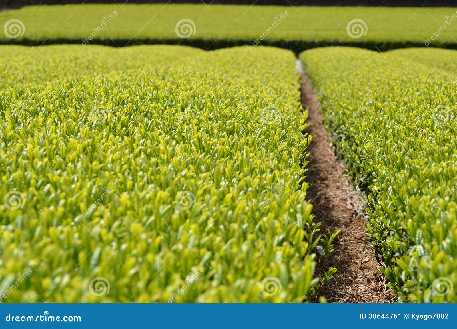 Tea garden in Japan stock image. Image of powdered, verdure 30644761