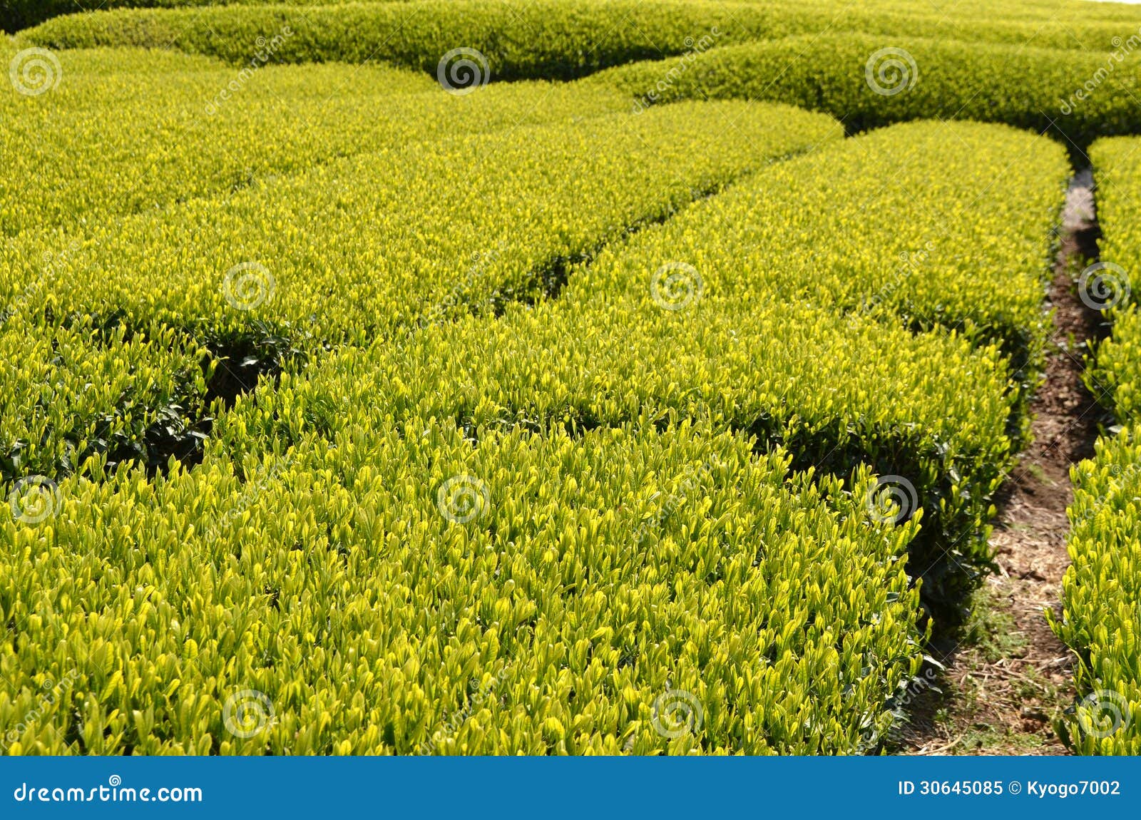 Tea garden in Japan stock image. Image of japanese, japan 30645085