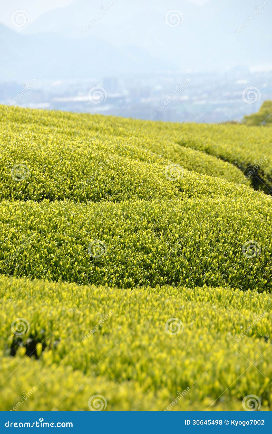 Tea garden in Japan stock photo. Image of plant, japan 30645498