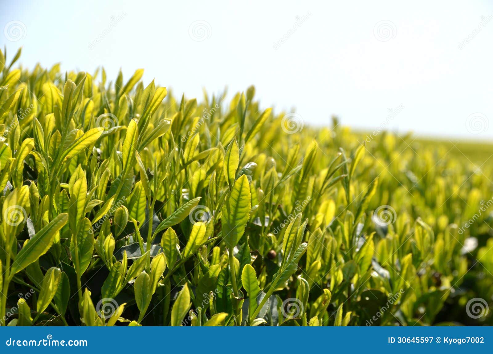 Tea garden in Japan stock image. Image of style, surface 30645597