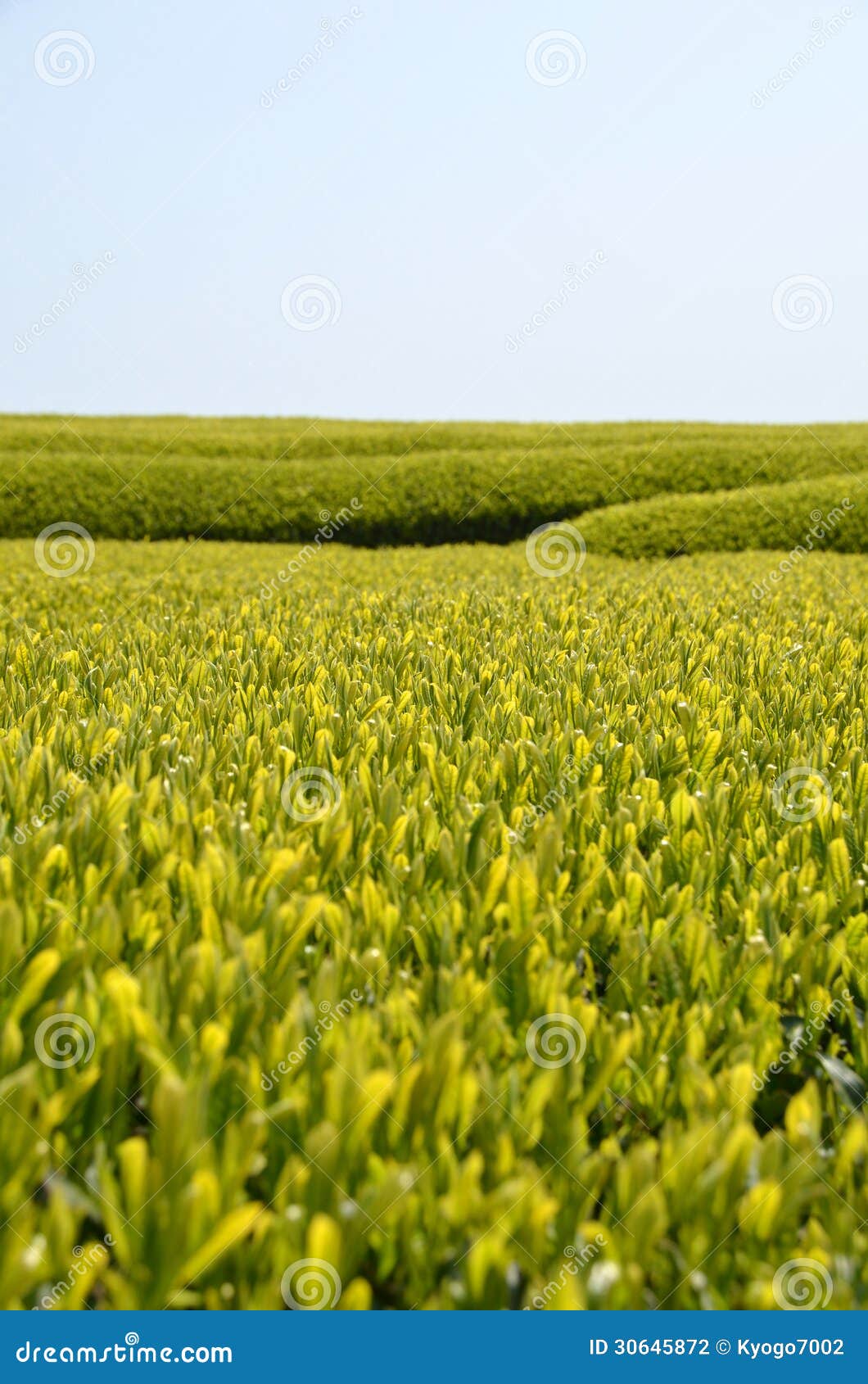 Tea garden in Japan stock photo. Image of japanese, powdered 30645872