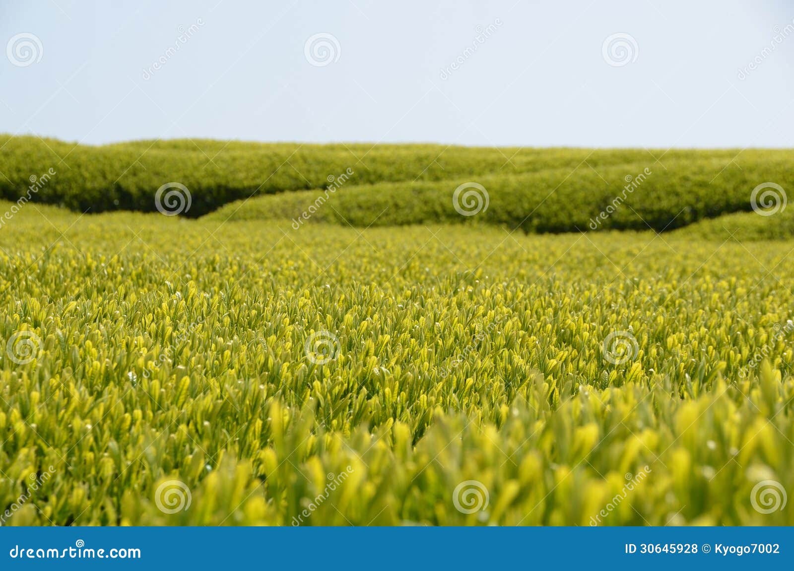 Tea garden in Japan stock photo. Image of green, style 30645928