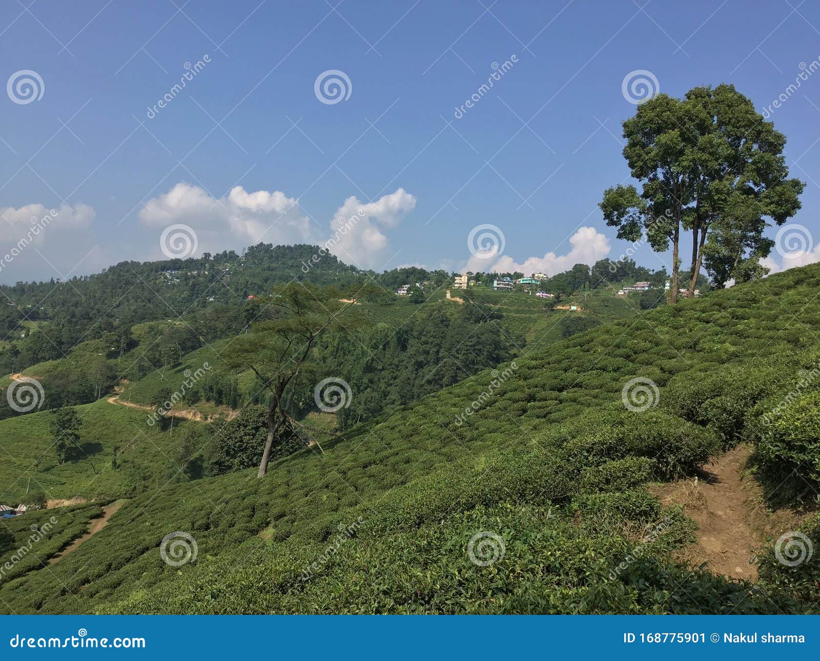 tea garden and natural beauty of environmental cleanness.