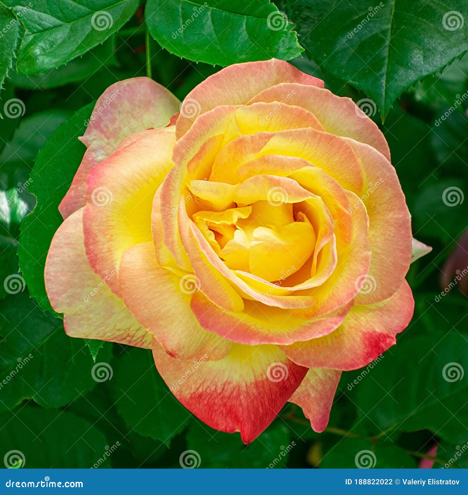 Tea Garden Rose Close Up on Blurred Background with Leaves Stock Photo