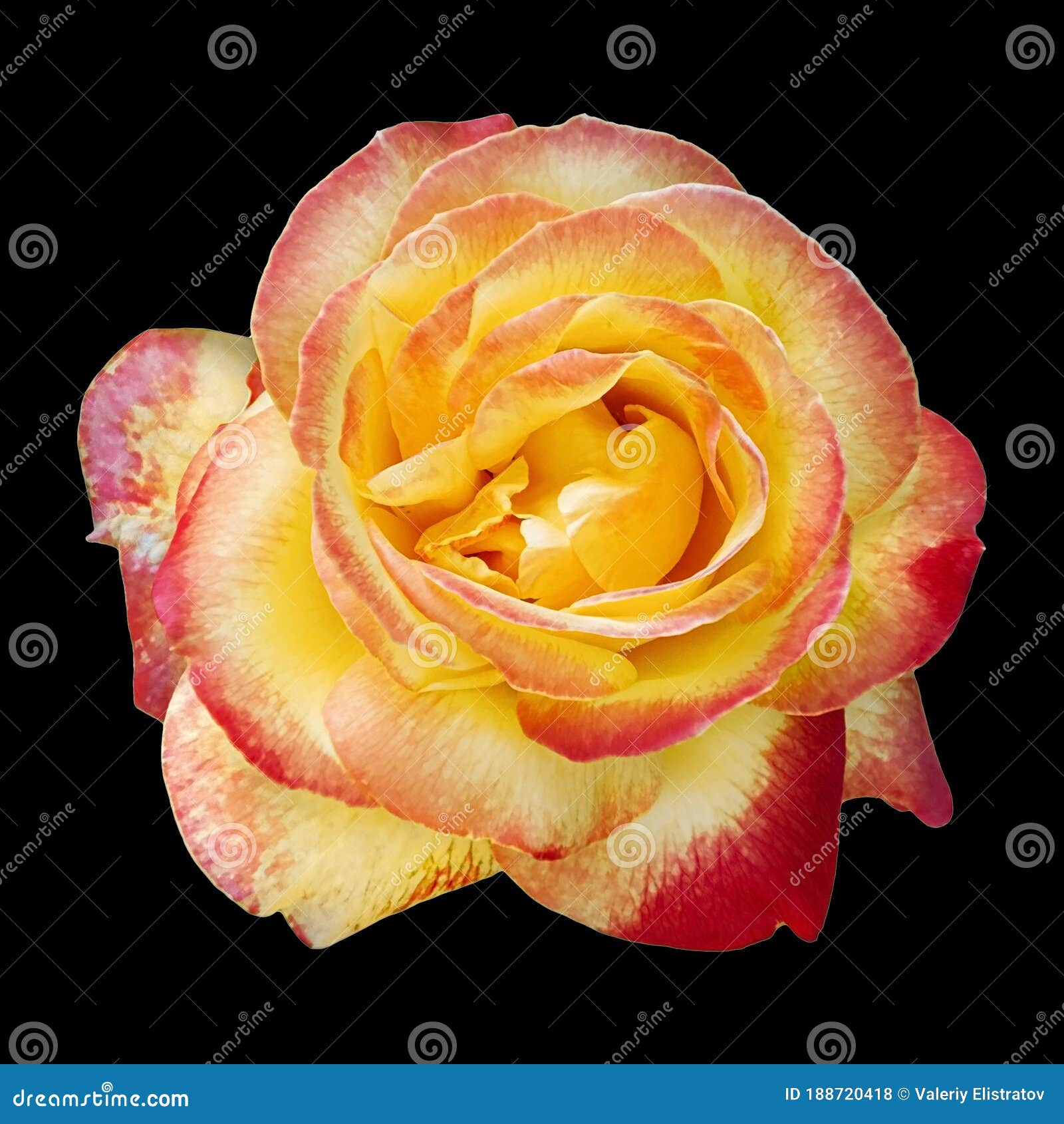 Tea Garden Rose Close Up Isolation on a Black Background Stock Photo