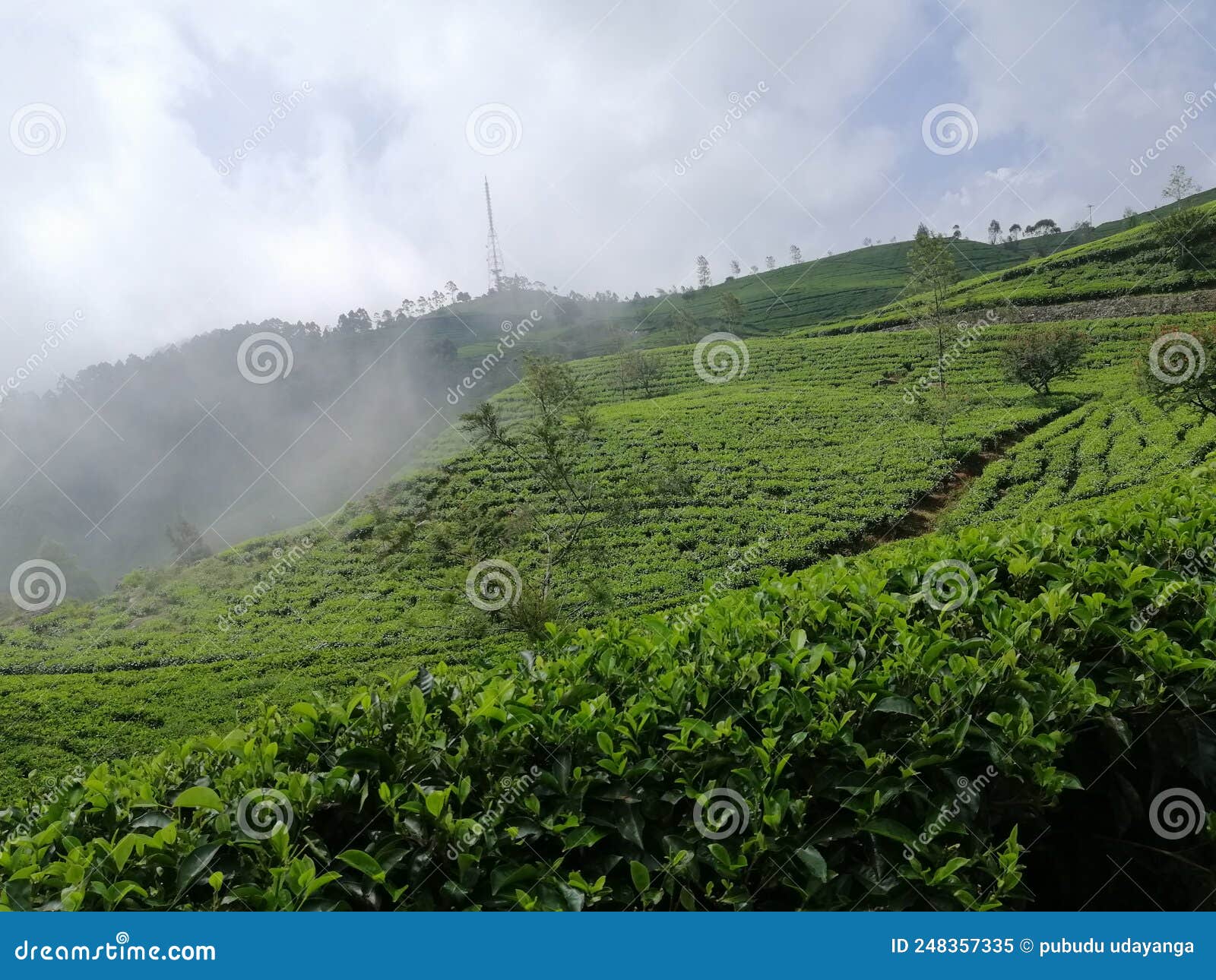 Tea Garden at the Top of the Hill Stock Image Image of plantation