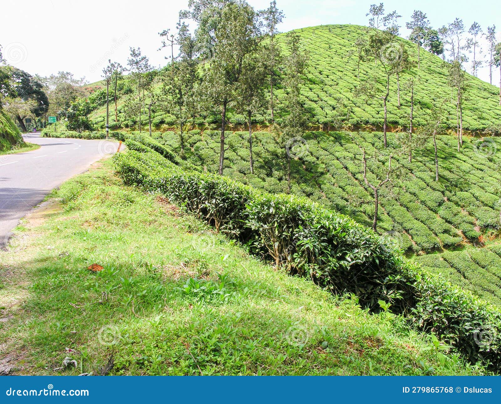 Tea gardens stock photo. Image of environment, highlands 279865768
