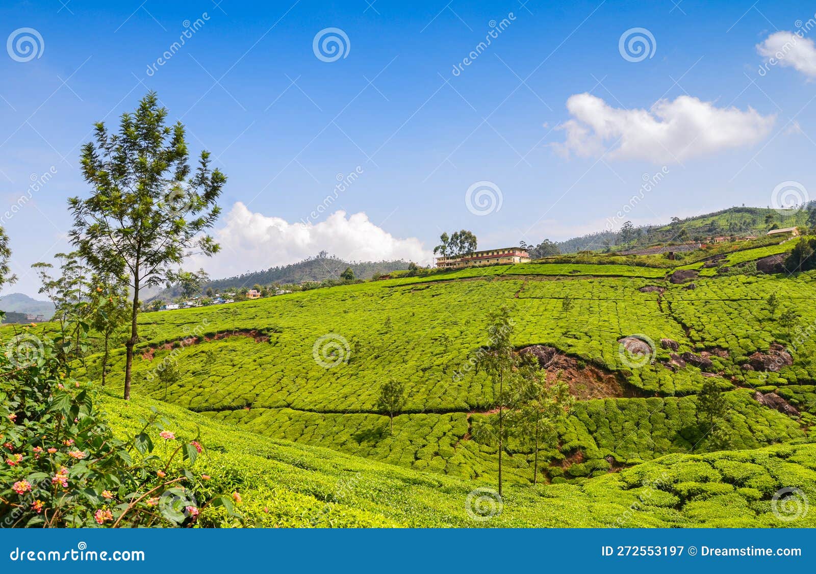 Tea gardens stock image. Image of field, leaf, harvest 272553197
