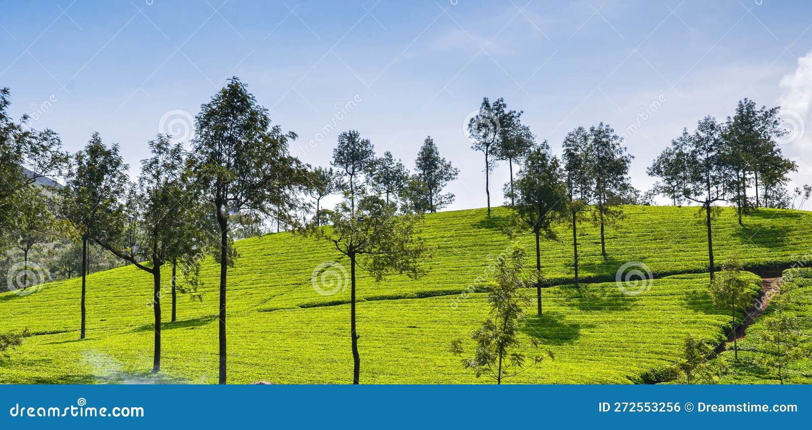 Tea gardens stock photo. Image of field, highlands, agriculture 272553256
