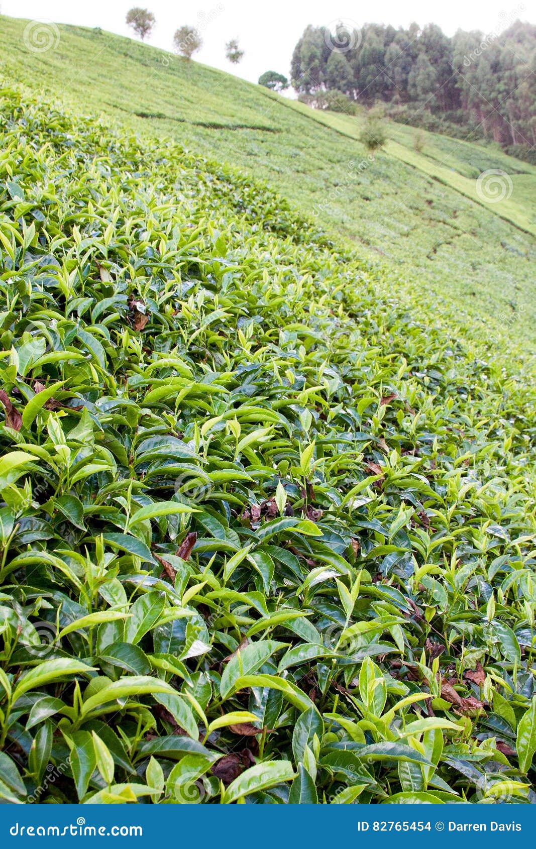 Tea growing on hillside stock photo. Image of plant, highlands 82765454