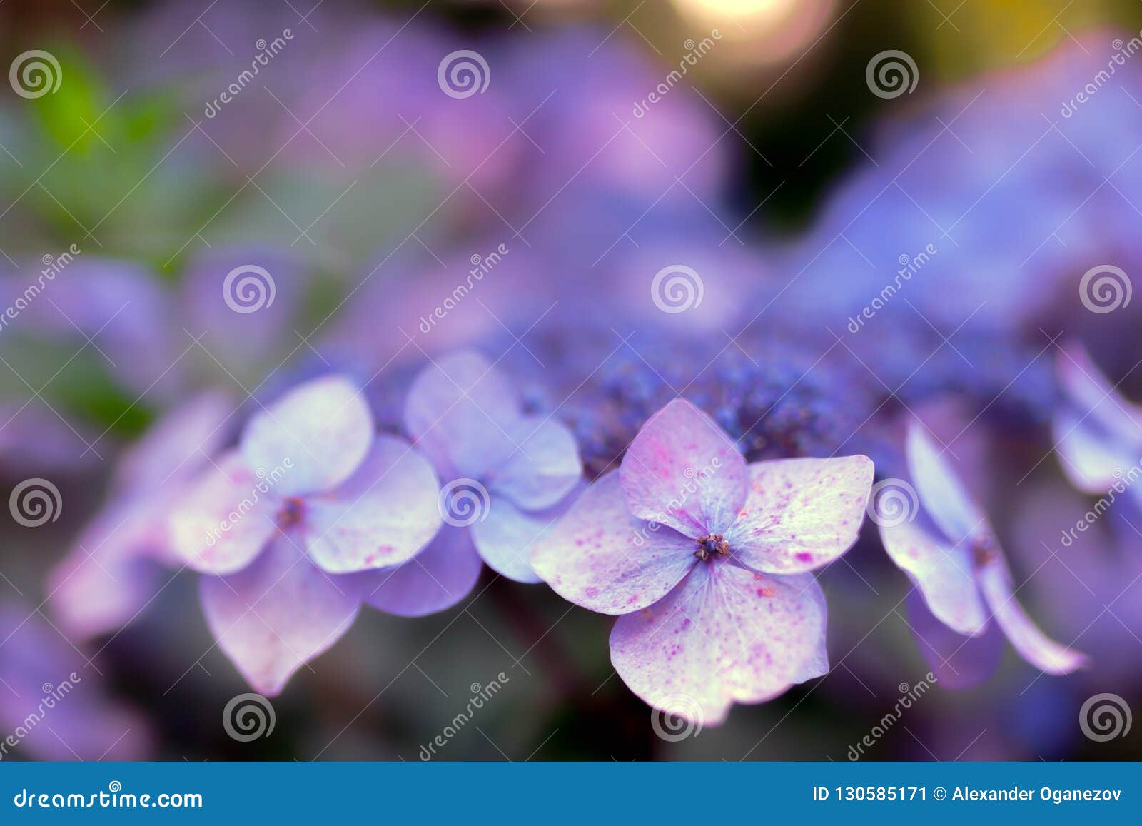 Tea Of Heaven Hydrangea Serrata Flowering Bush Stock Image - Image of ...