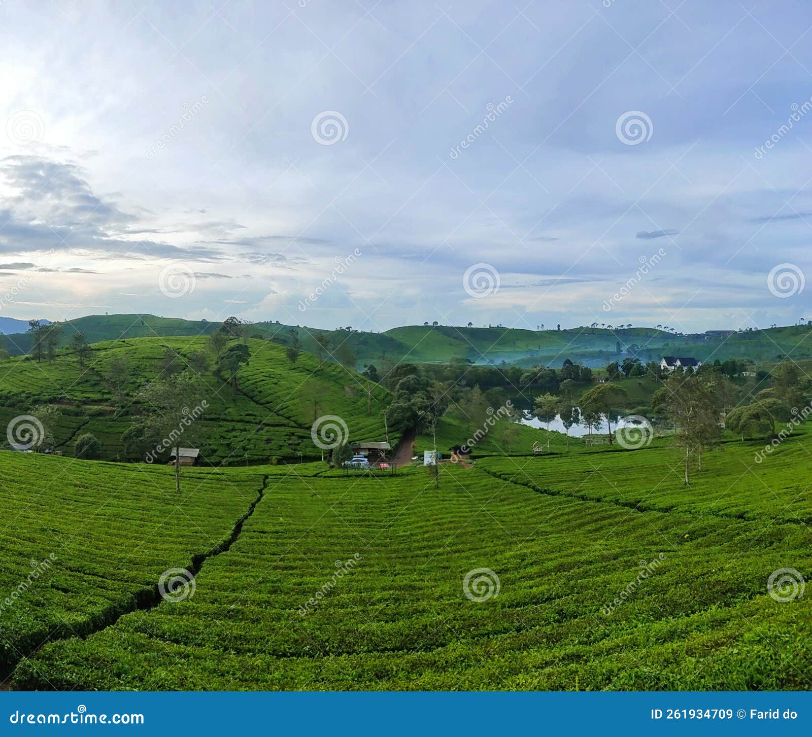 Tea hill stock image. Image of wide, morning, hill, spread 261934709