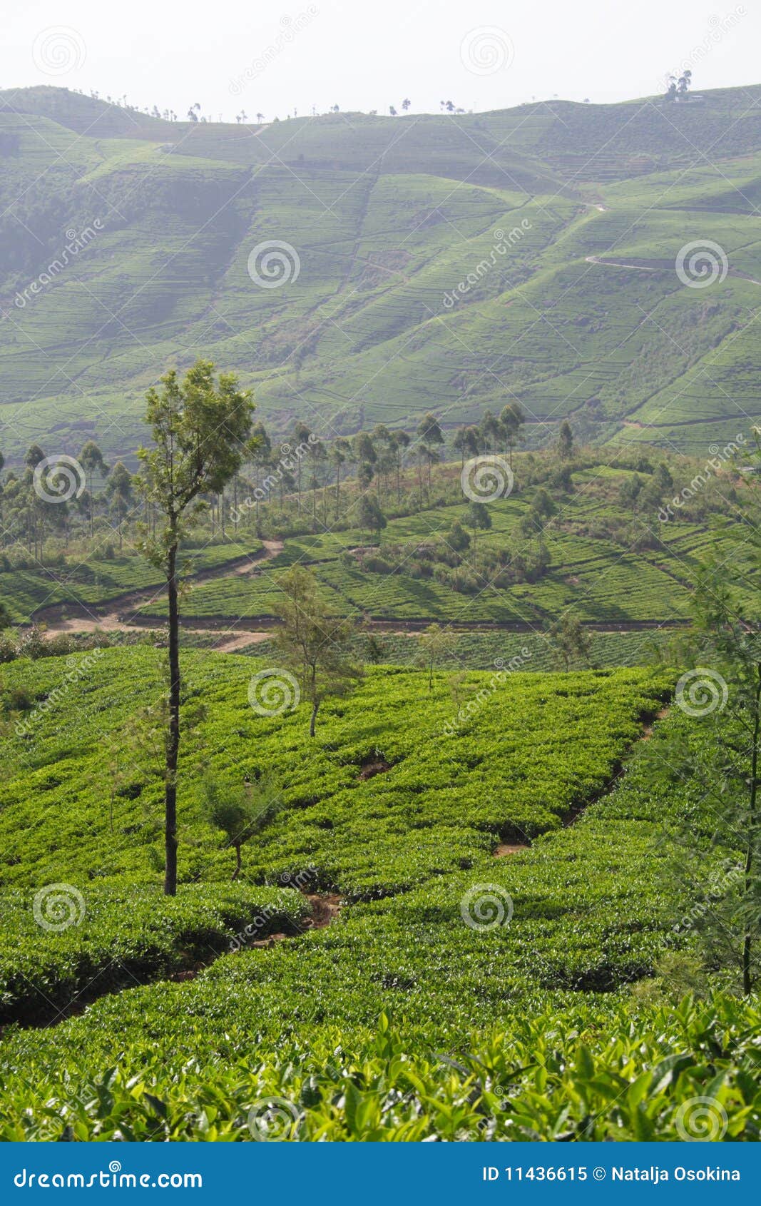 Tea Land stock image. Image of estate, fresh, foggy, green 11436615