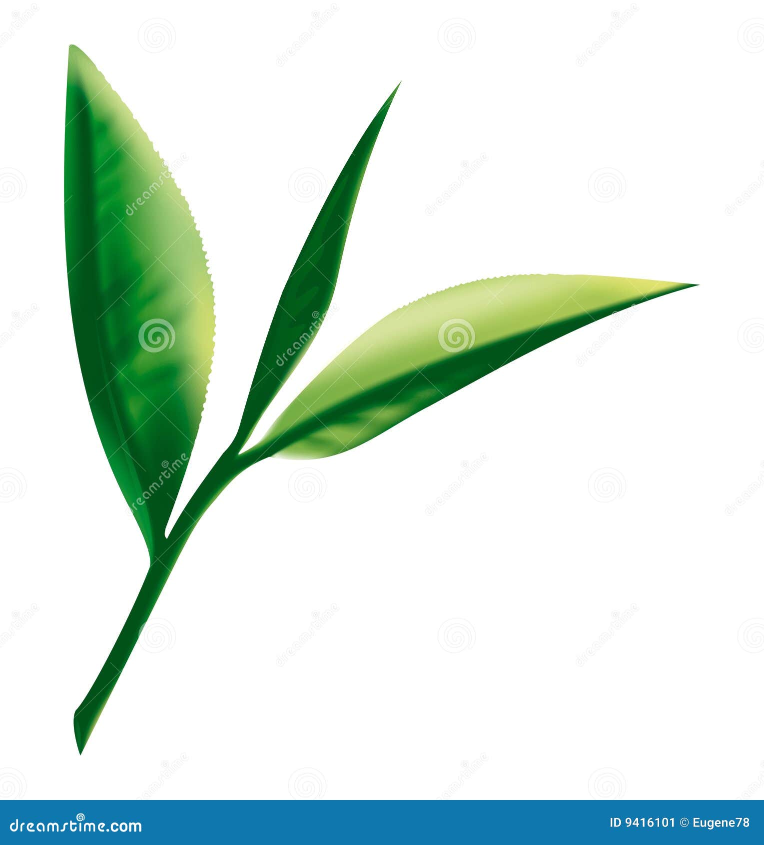 Tea leaf stock vector. Illustration of healthy, drawing 9416101