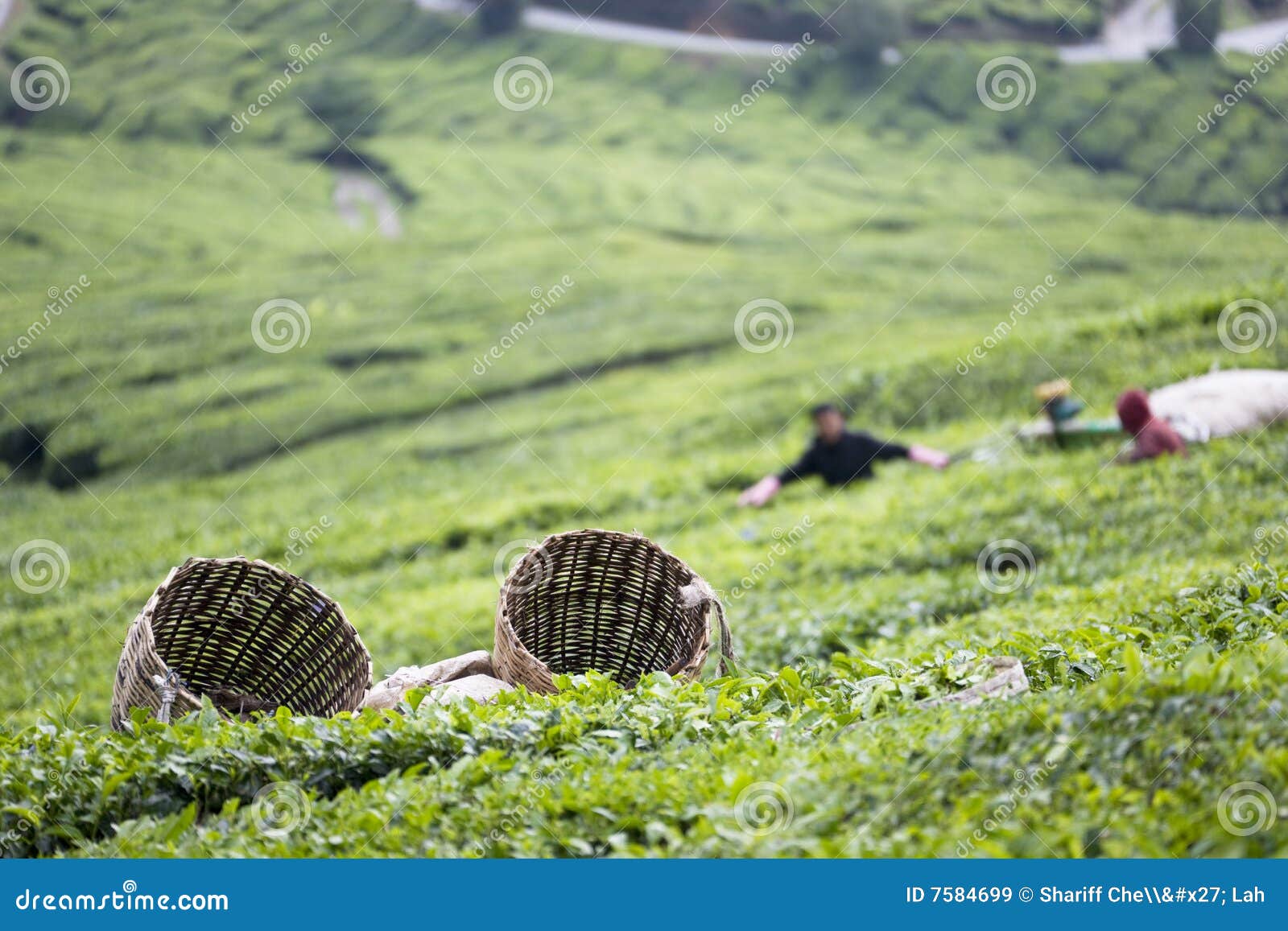 Tea Leaf Baskets stock image. Image of rural, herbal, basket 7584699