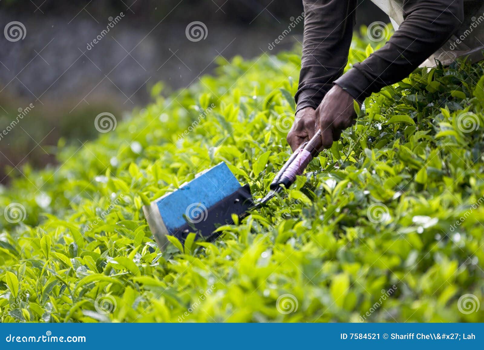 Tea Leaf Harvesting stock image. Image of health, countryside 7584521