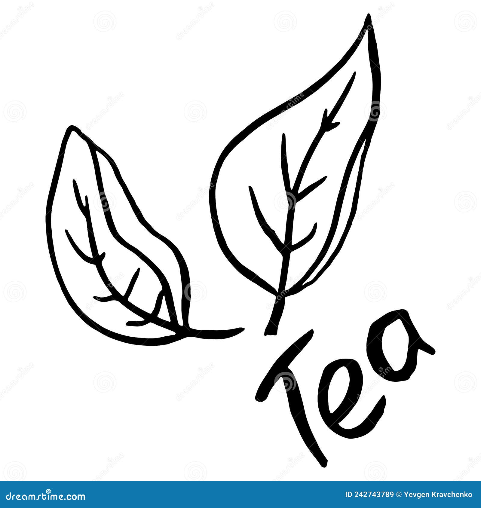 Tea Leaf Sketch Drawing. Vector of Green Tea Leaf Stock Vector