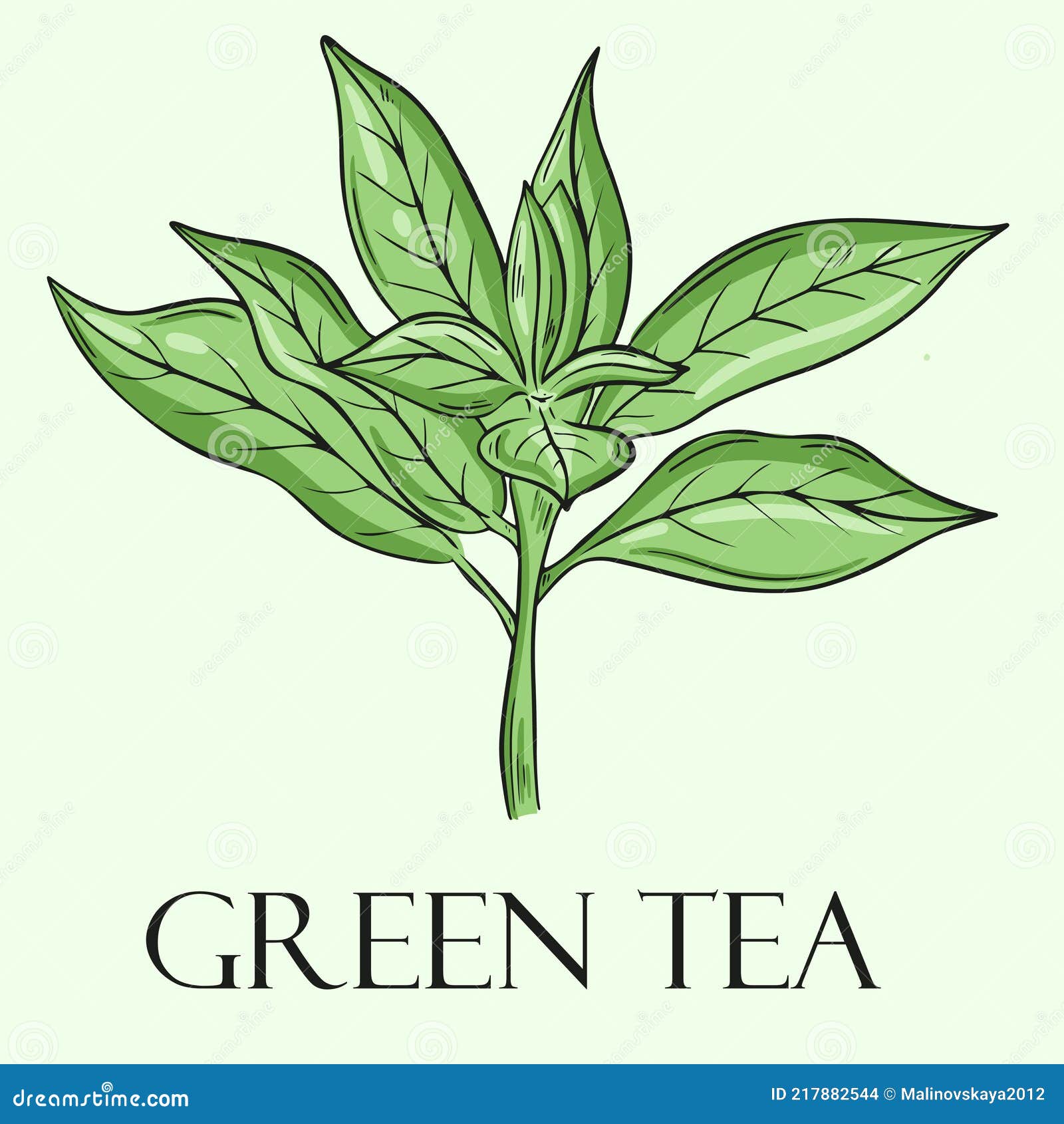 Tea Leaf, Vector. Hand Drawing. Stock Vector Illustration of fresh