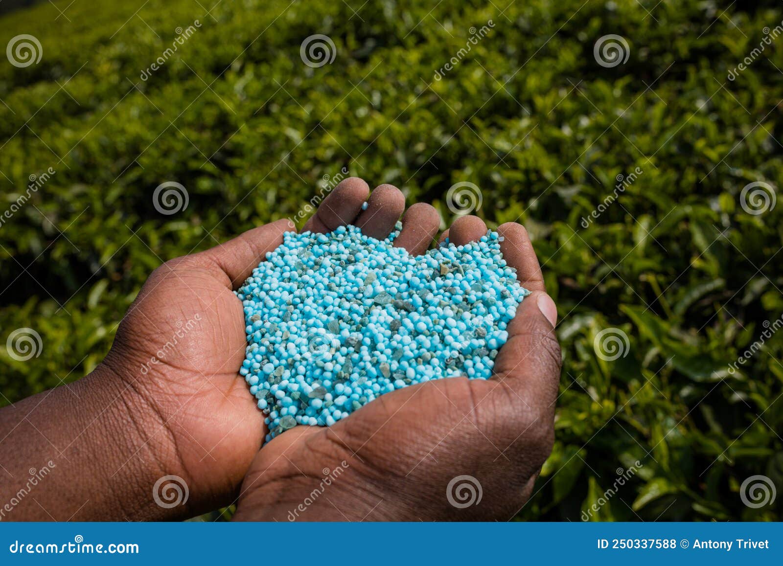 Tea Leaves Fertilizer Farming Plantations Estate in Limuru Kiambu ...