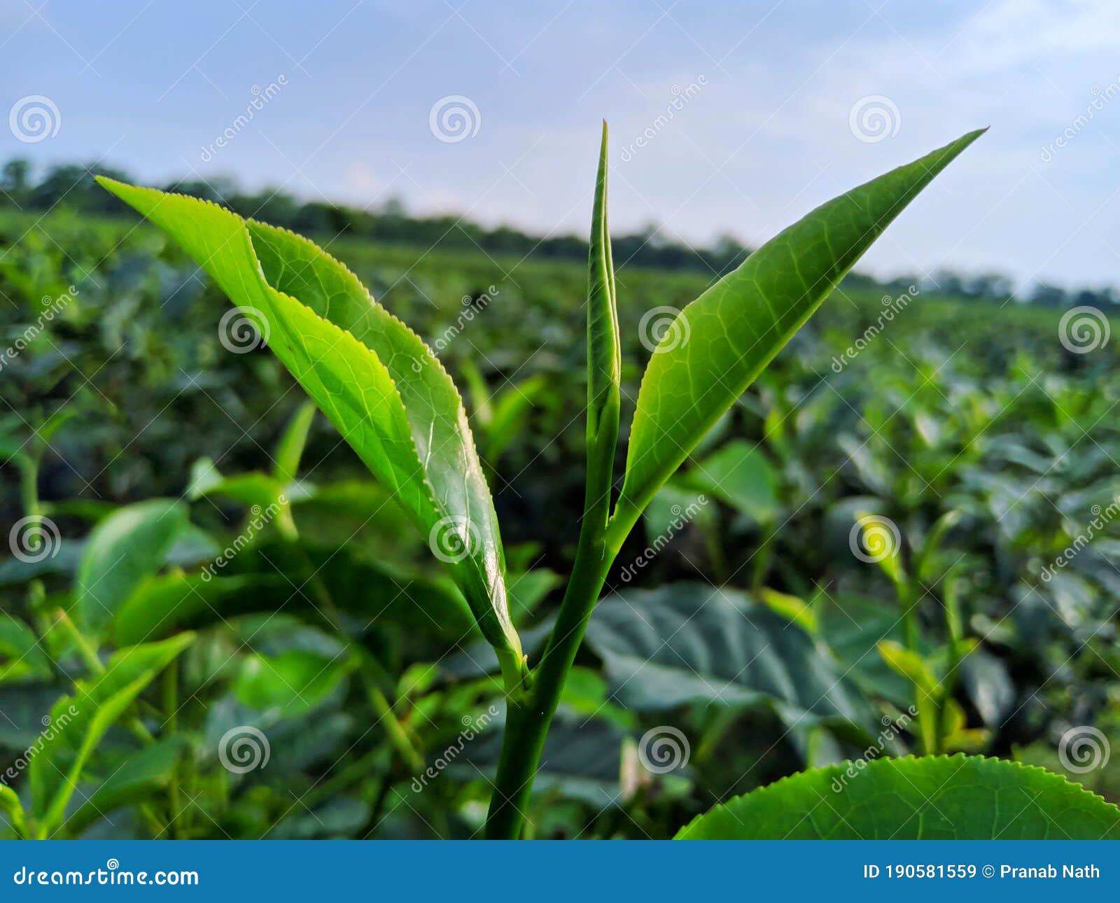 Tea leaves in a tea garden stock image. Image of garden 190581559