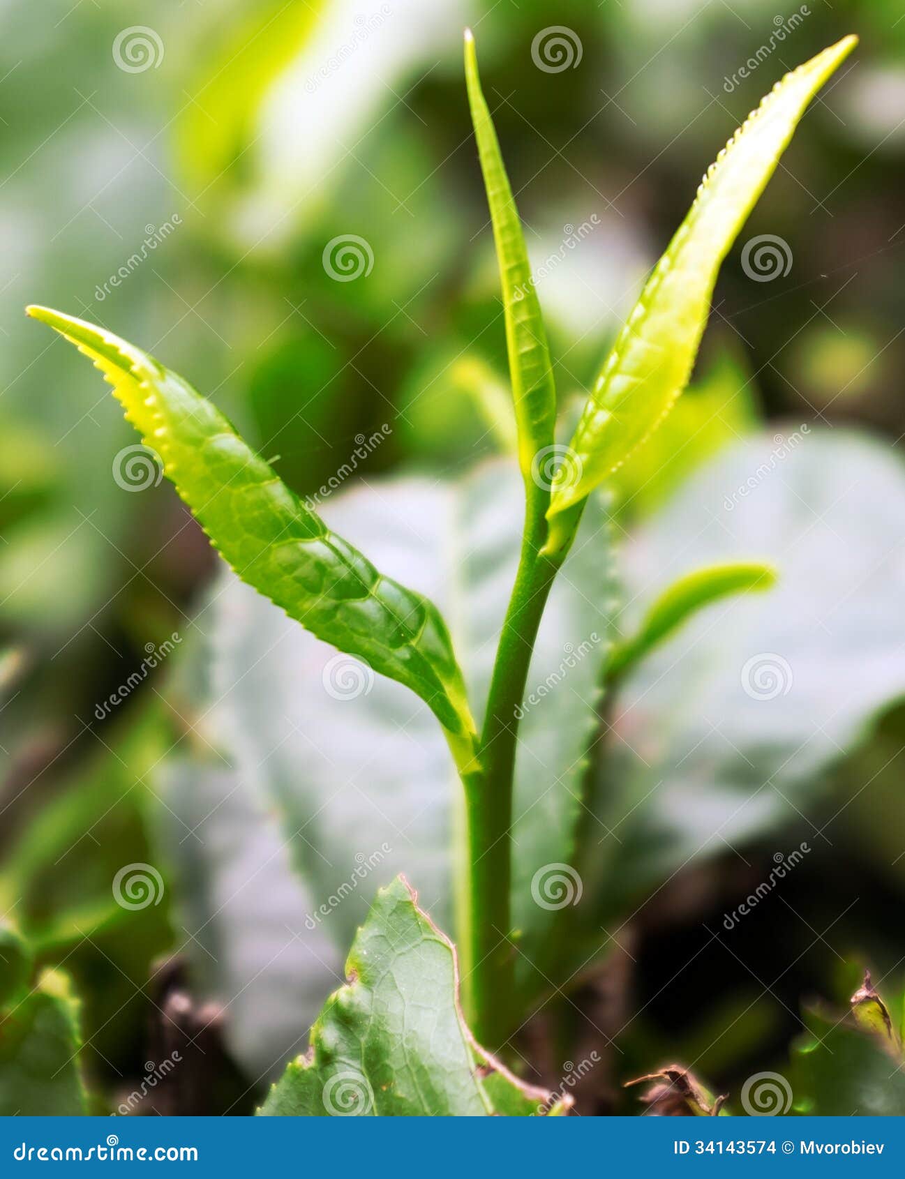 Tea leaves growing stock photo. Image of foliage, agriculture 34143574