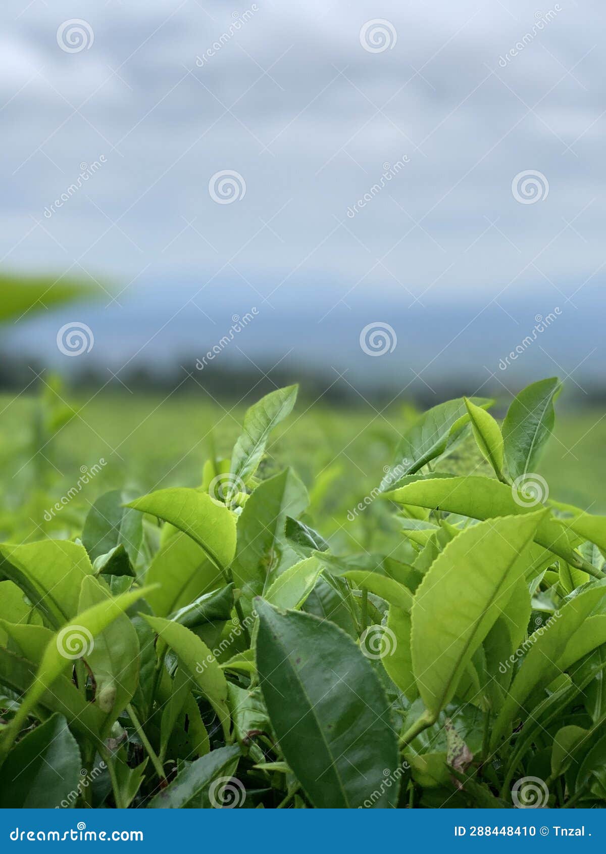 tea leaves on tea plantation on pagar alam