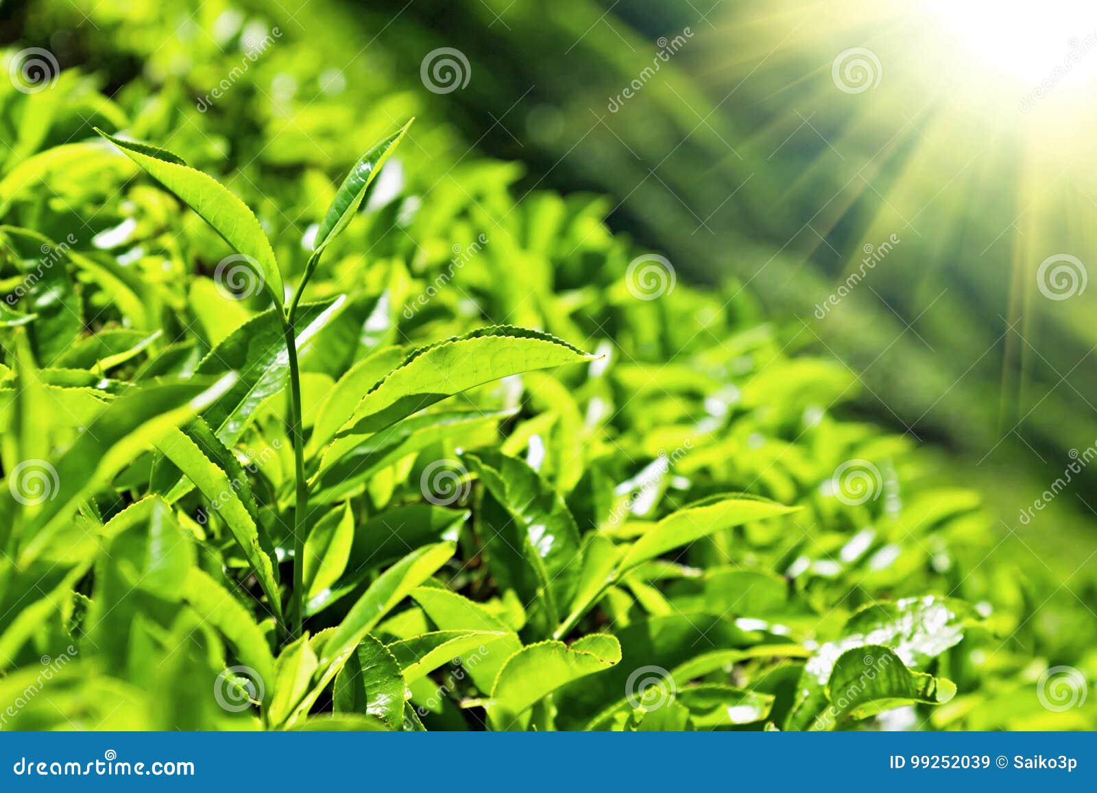 Tea leaves stock image. Image of field, india, fresh 99252039