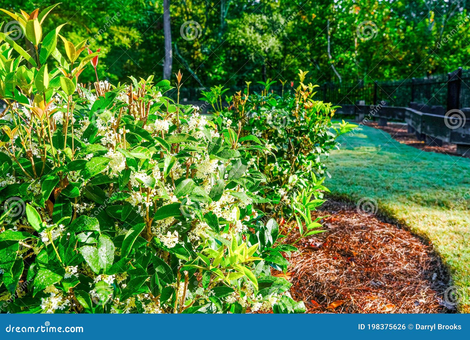 Tea Olive Shrub stock photo. Image of osmanthus, plant 198375626