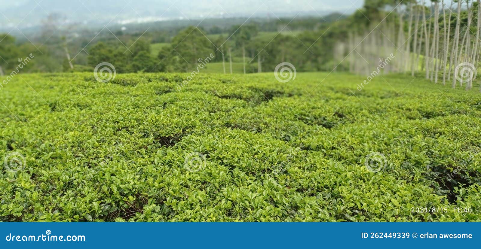 Tea Park Spot Farming Location Stock Image Image of park, spot 262449339