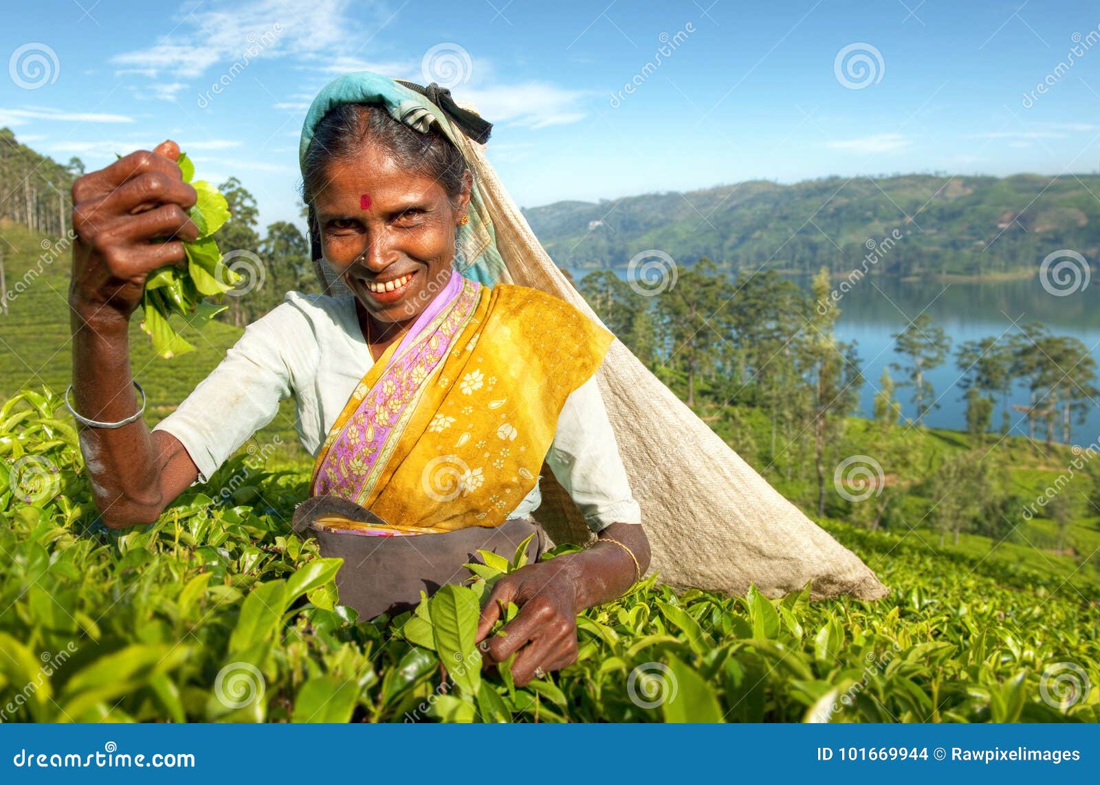 tea picker at a plantation in sri lanka
