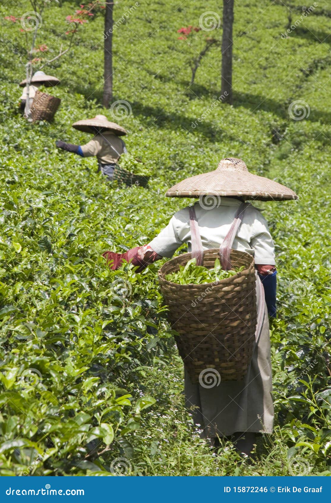 tea pickers