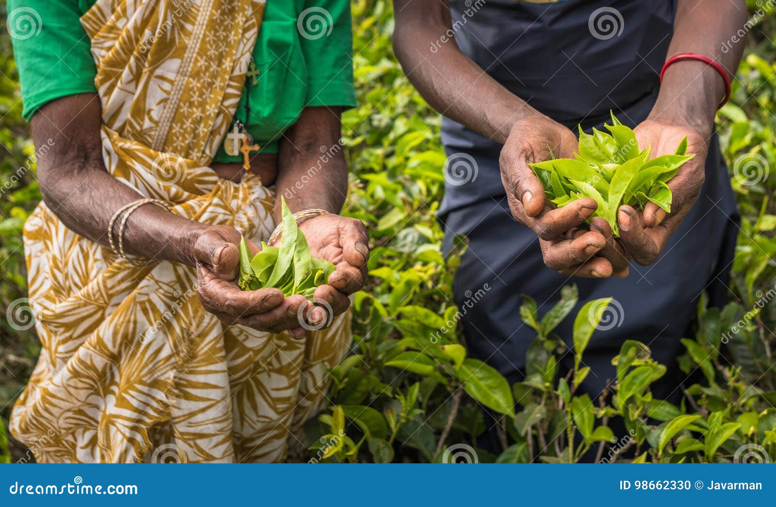 tea pickers in nuwara eliya, sri lanka