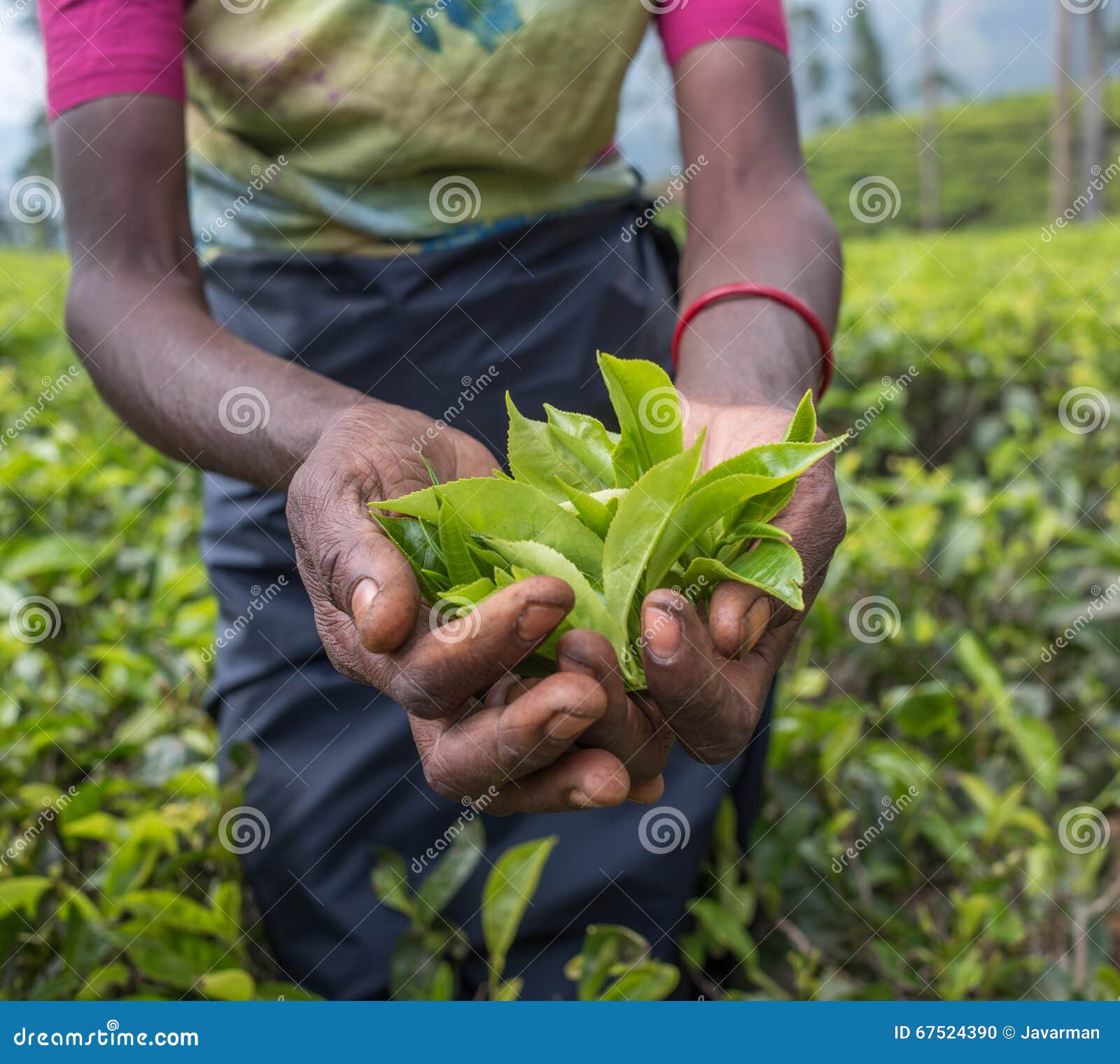 tea pickers in nuwara eliya, sri lanka