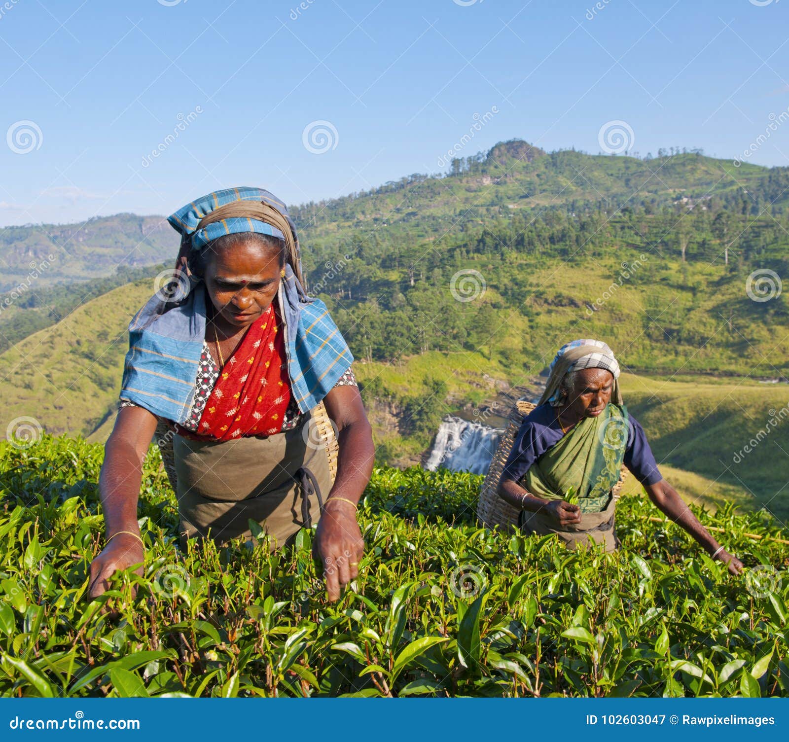 tea pickers at a plantation in sri lanka