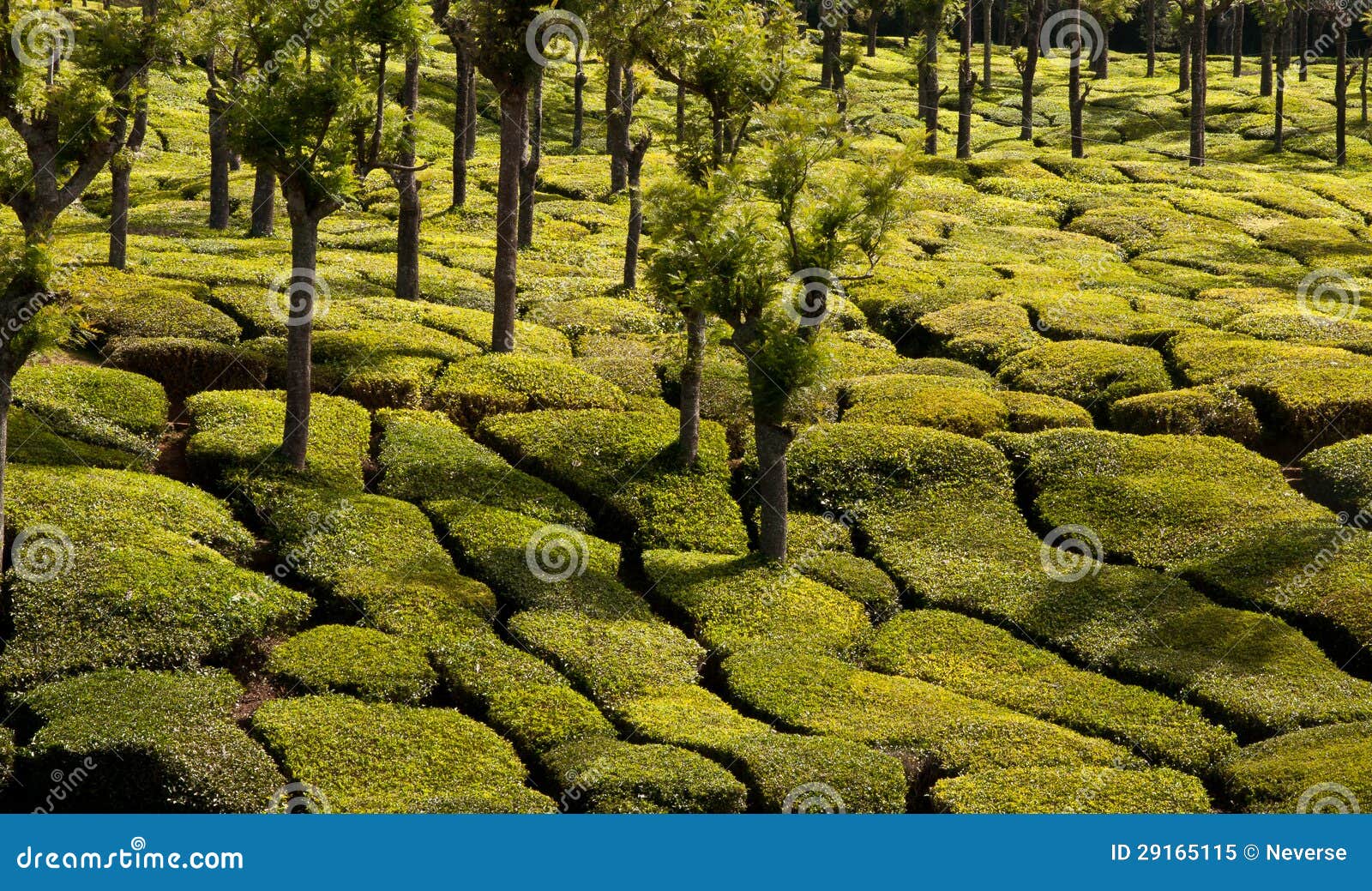 tea plantation