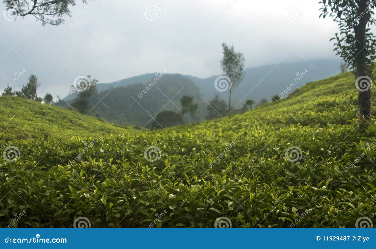 tea plantation in bandung