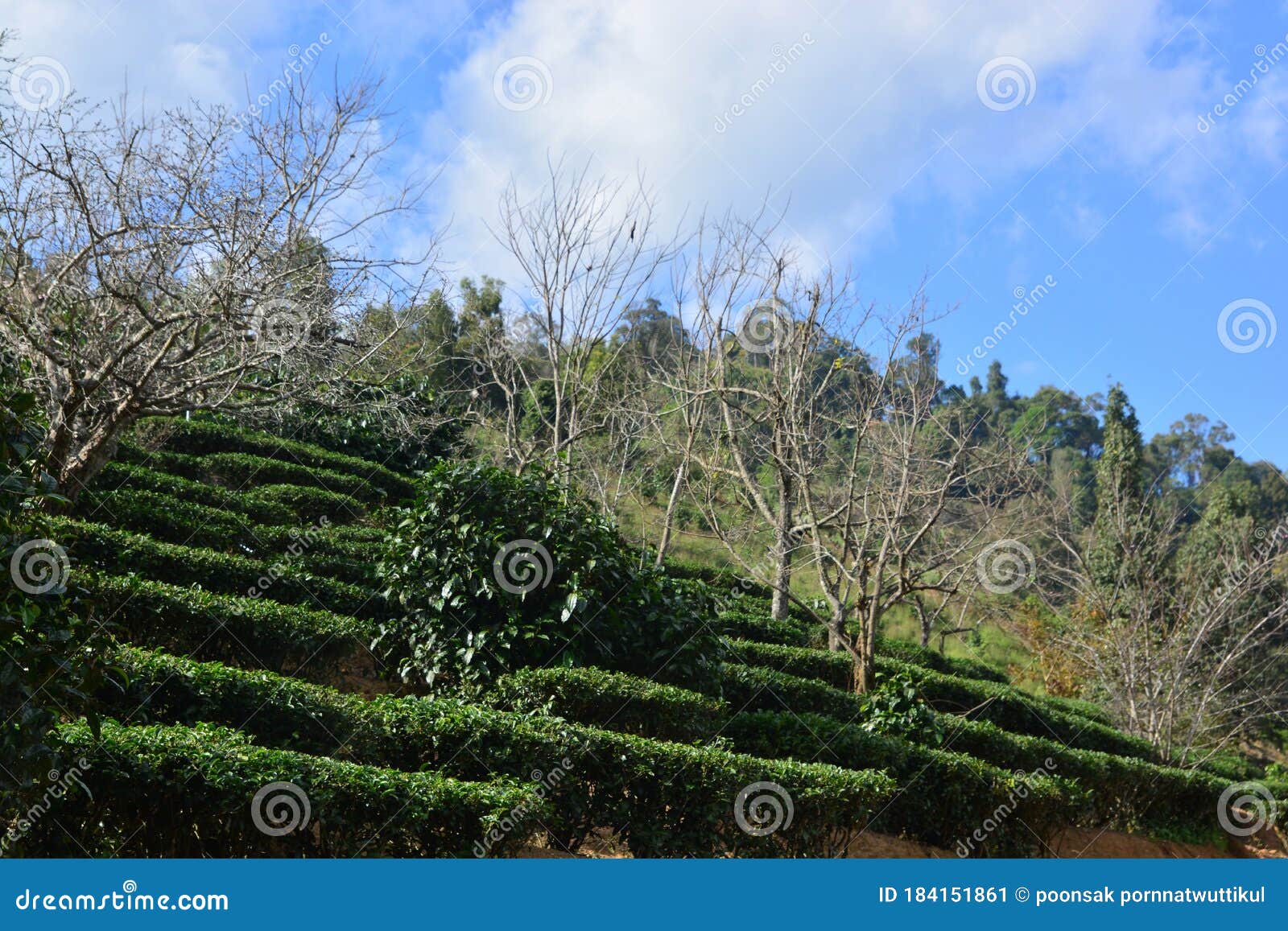 Tea plantation on hill stock image. Image of countryside 184151861