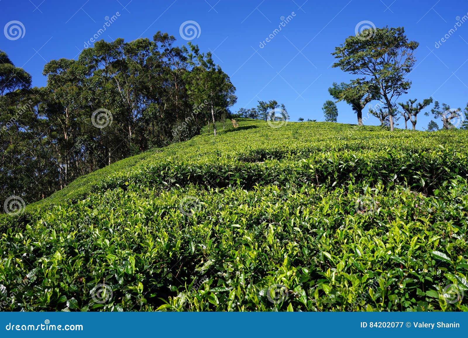 Tea Plantation on the Hills Stock Image Image of nature, tree 84202077
