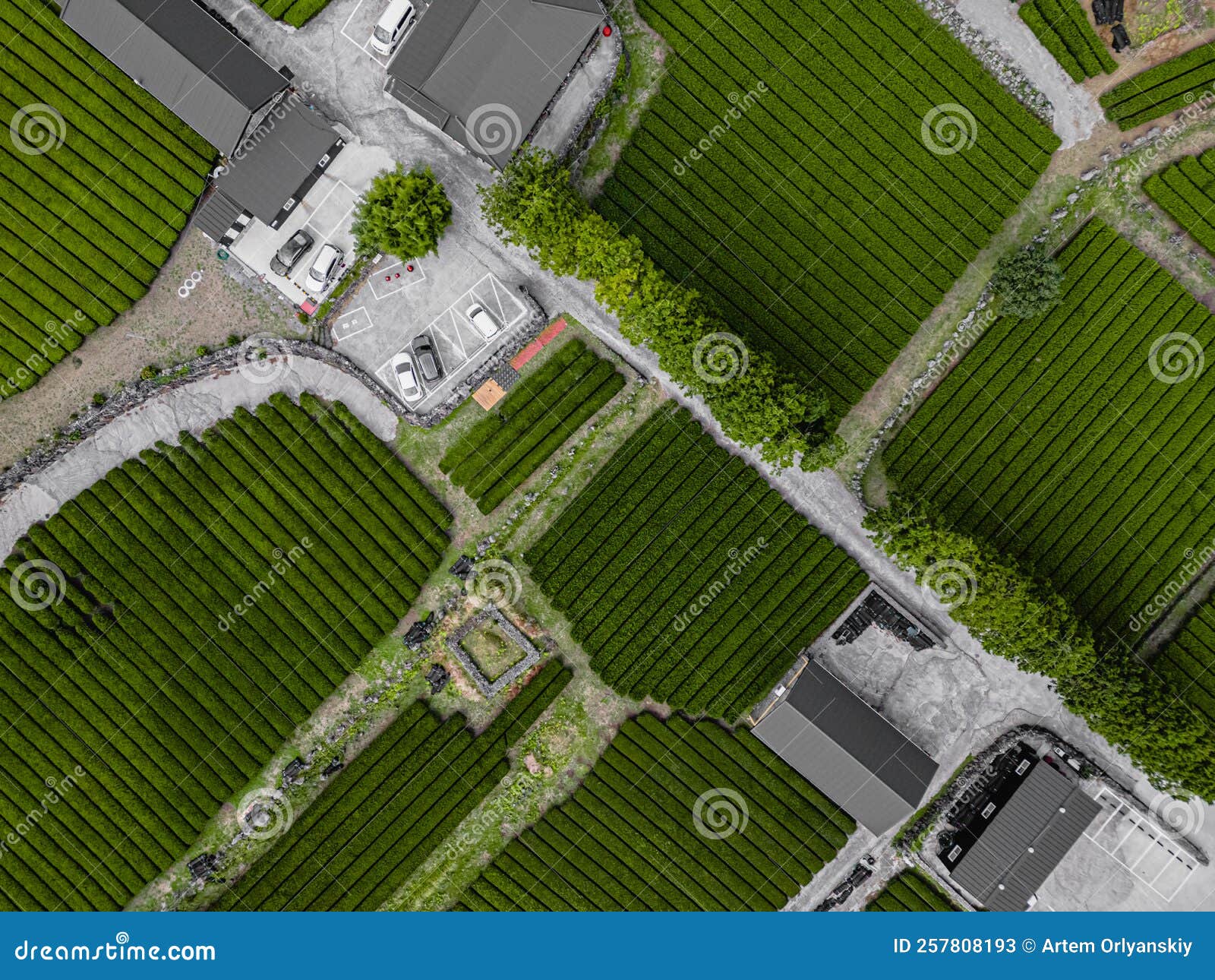 Tea Plantation in Jeju Island Korea Stock Image Image of tropical