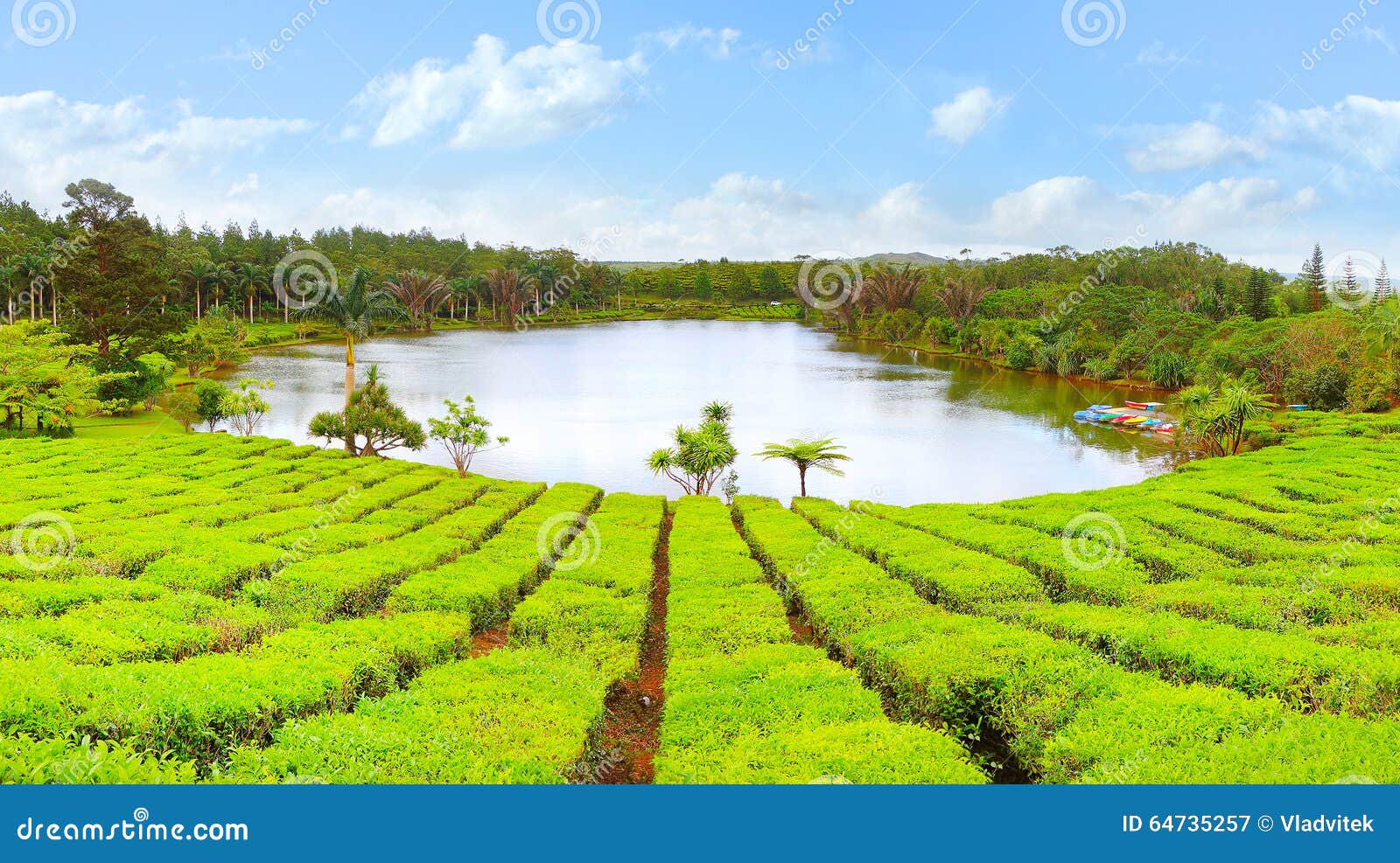 tea plantation.