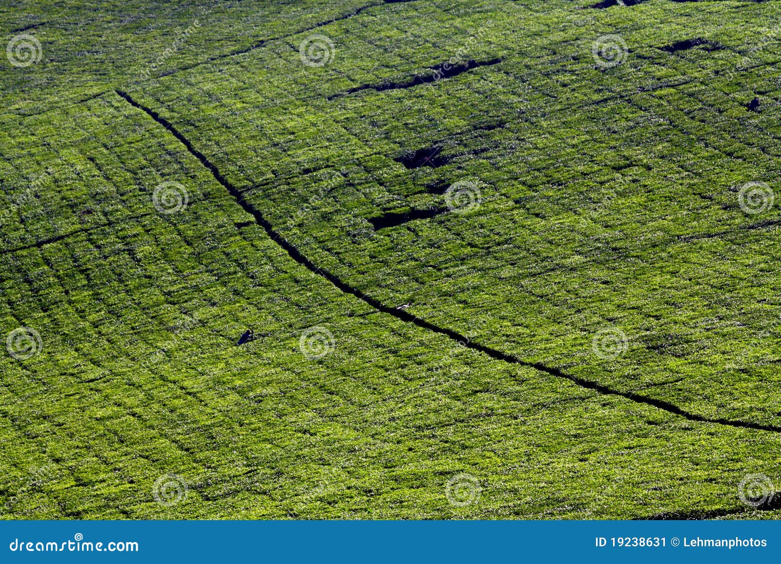 tea plantation rows green hills landscape