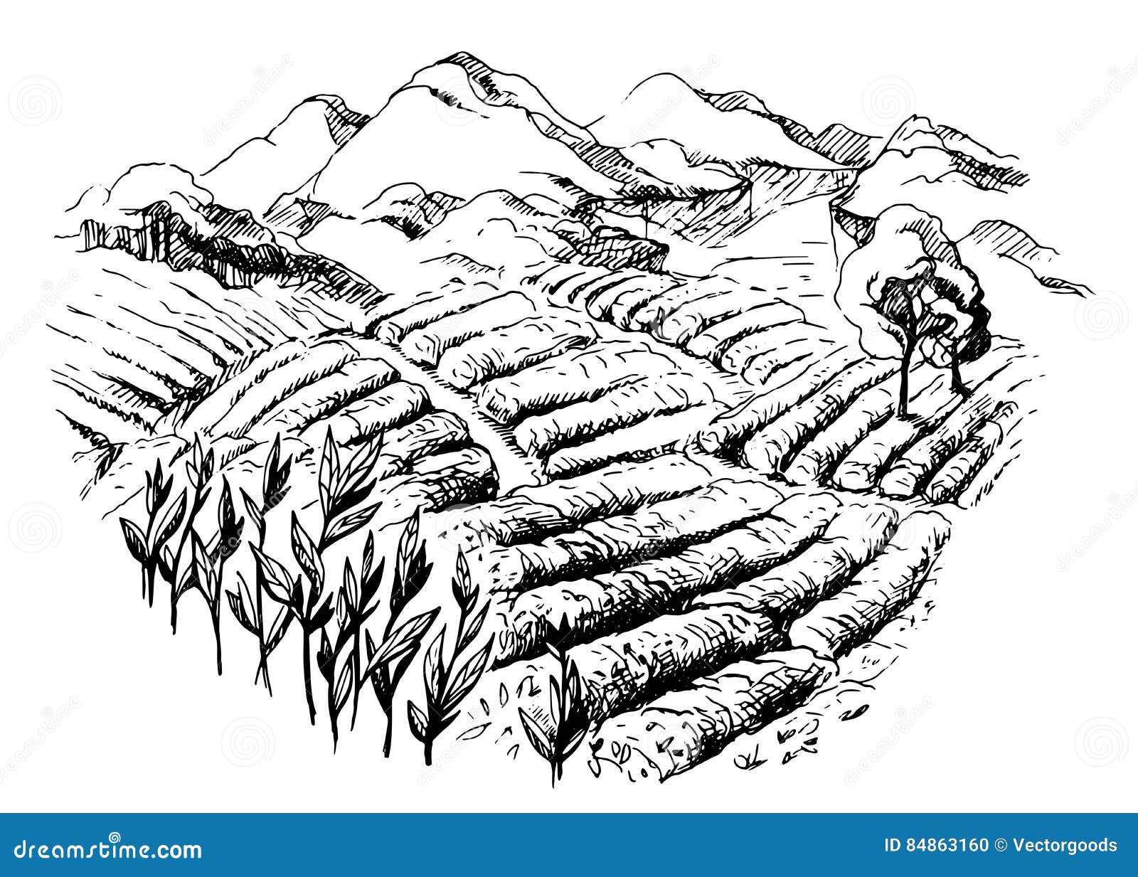 Tea plantation landscape stock vector. Illustration of fresh 84863160
