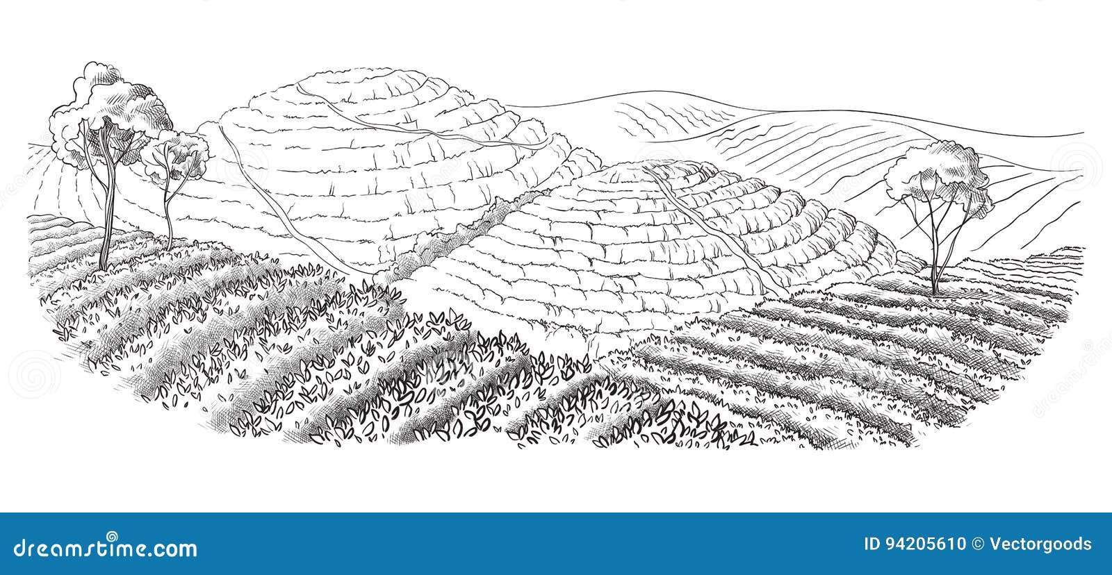Tea Plantation Landscape Vector Illustration 84863174