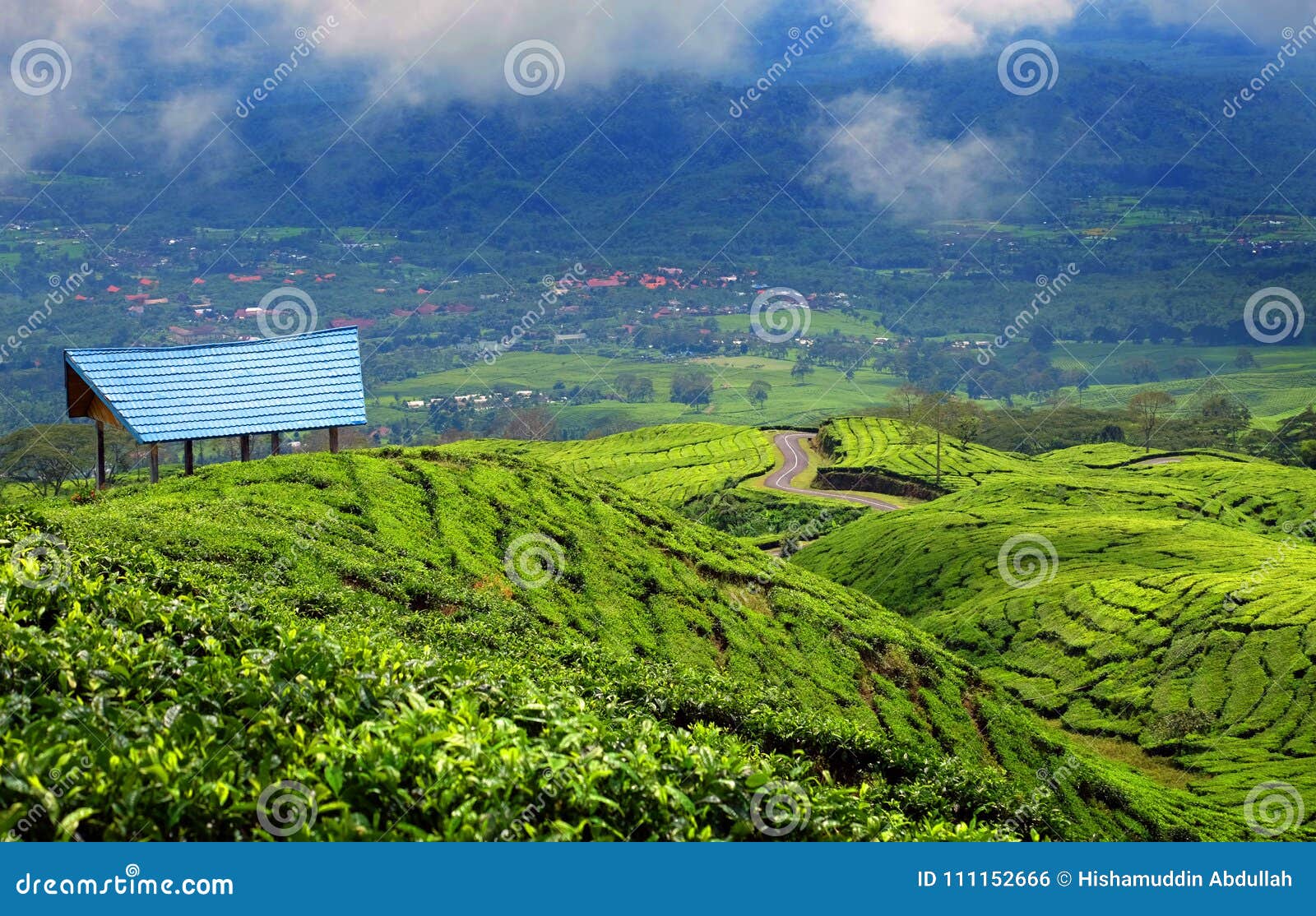 tea plantation in pagar alam east sumatera indonesia