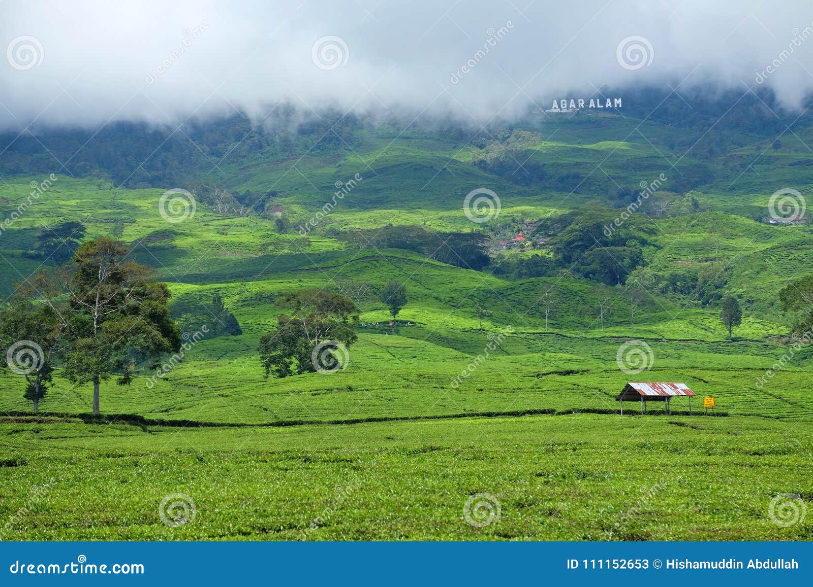 tea plantation in pagar alam sumatera indonesia