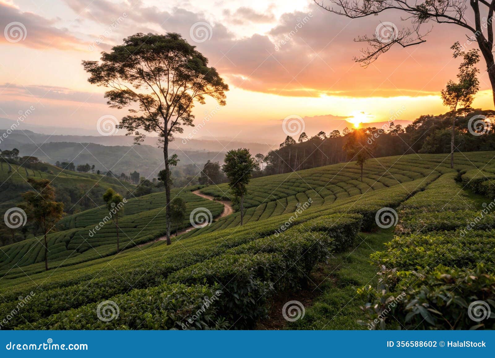 tea plantation at sunset